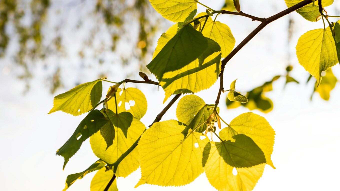 Syrop z lipy – naturalny sposób na zdrowie i odporność
